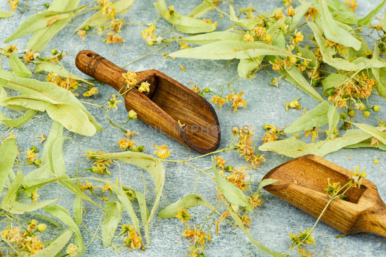Healing inflorescences of linden or tilia, herbal medicine, medicinal plants.