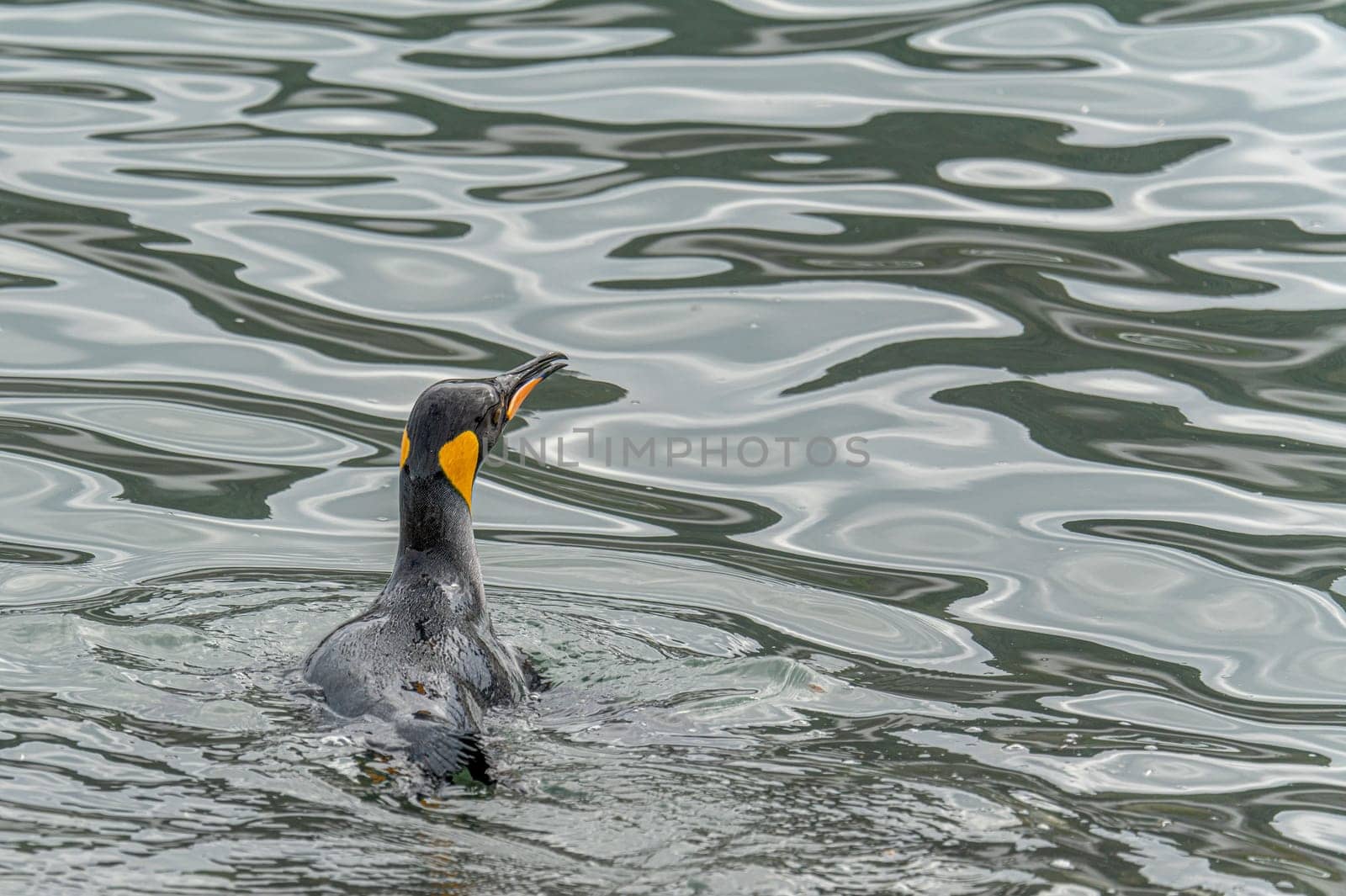 swimming king penguin (APTENODYTES PATAGONICUS) in the water