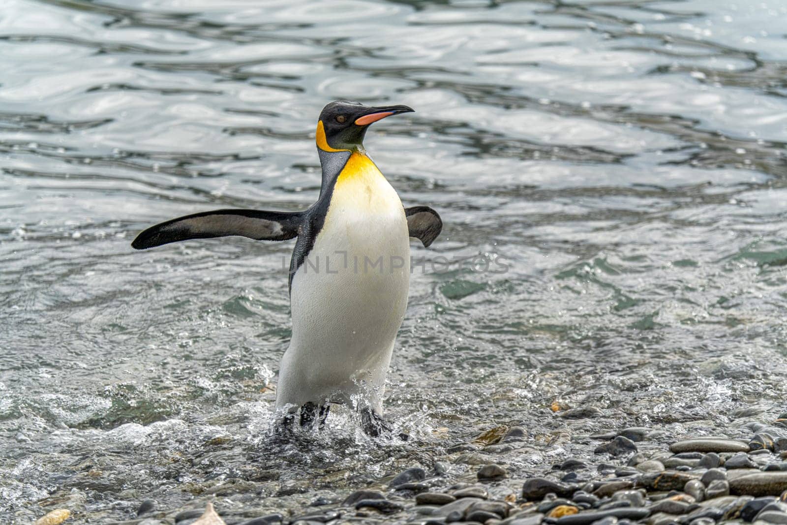 noble king penguin (APTENODYTES PATAGONICUS) comes out of the sea in South Georgia wet - with drops of water on its plumage