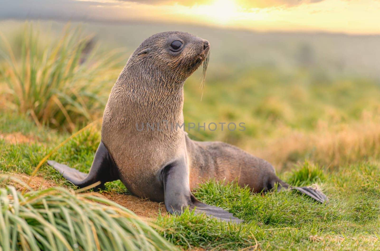 Young Antarctic fur seal , Antarctic fur seal (Arctocephalus gazella) in South Georgia in its natural environment