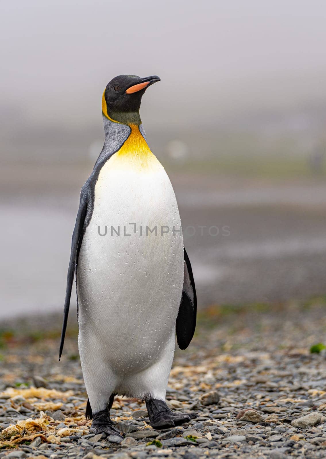 noble king penguin (APTENODYTES PATAGONICUS) comes out of the sea in South Georgia wet - with drops of water on its plumage