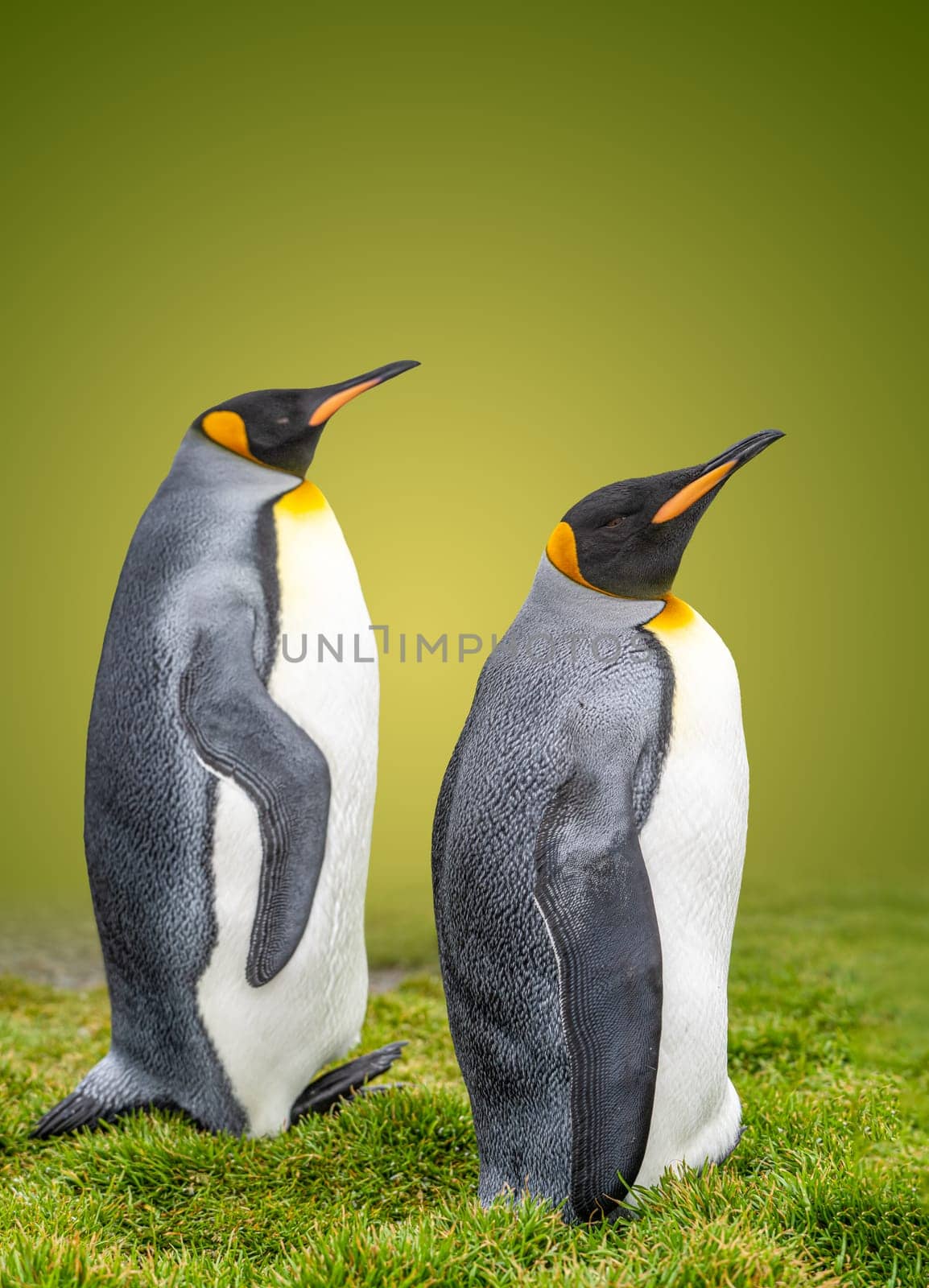 Pair of 2 King Penguins (APTENODYTES PATAGONICUS) on South Georgia isolated against green background