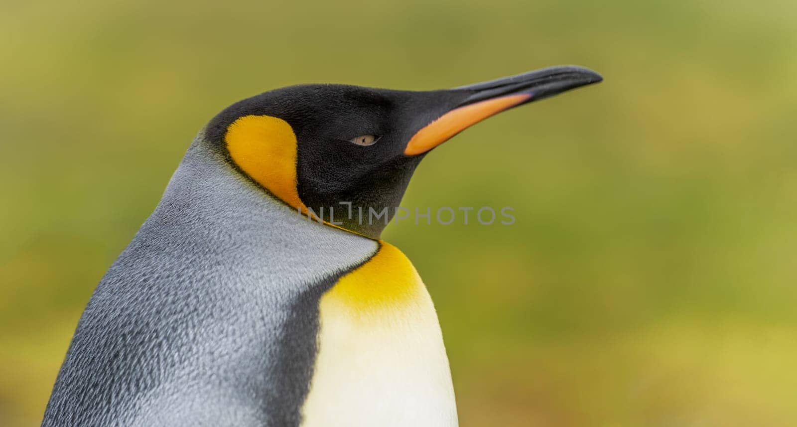 King penguin head (APTENODYTES PATAGONICUS), cropped against green background