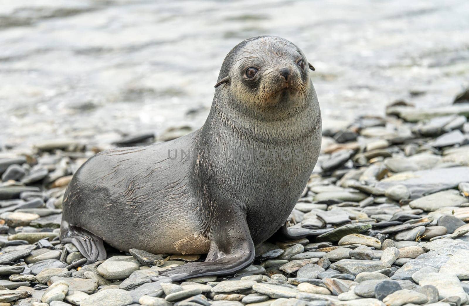 Young Antarctic fur seal , Antarctic fur seal (Arctocephalus gazella) in South Georgia in its natural environment