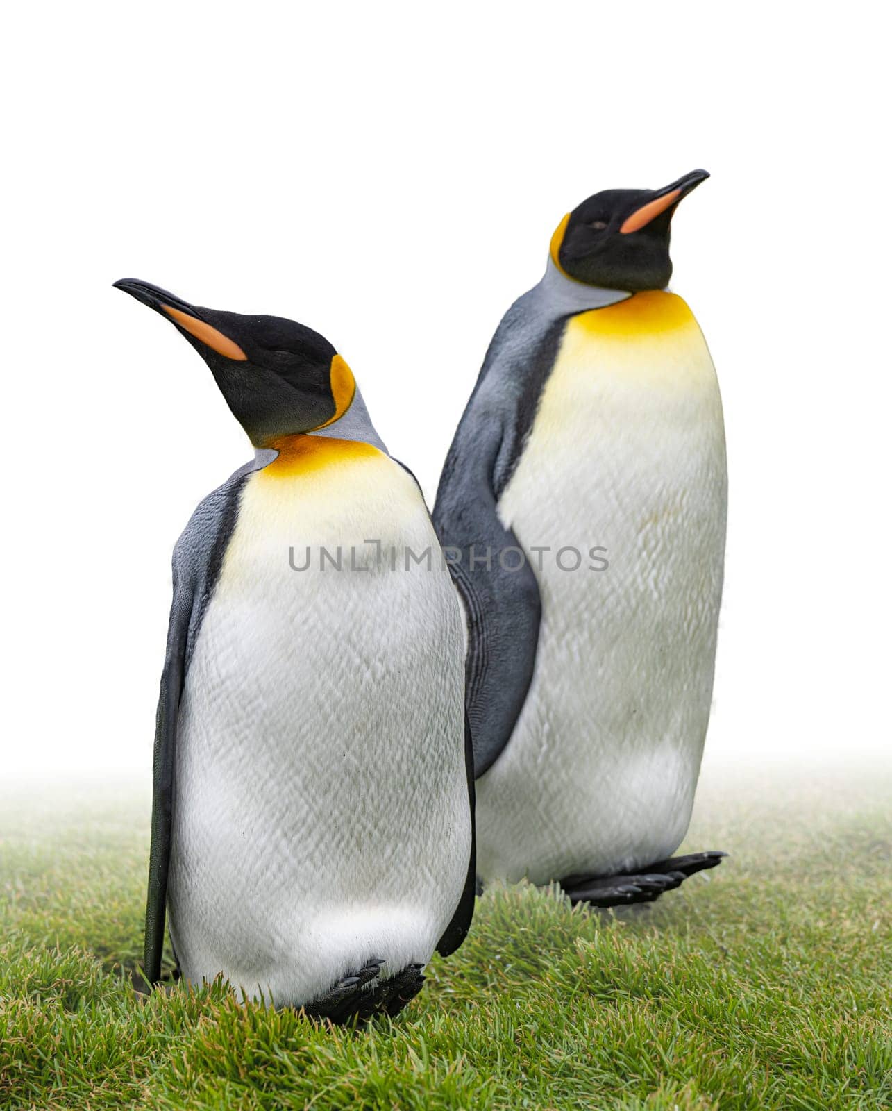 Pair of 2 king penguins (APTENODYTES PATAGONICUS) isolated against white background