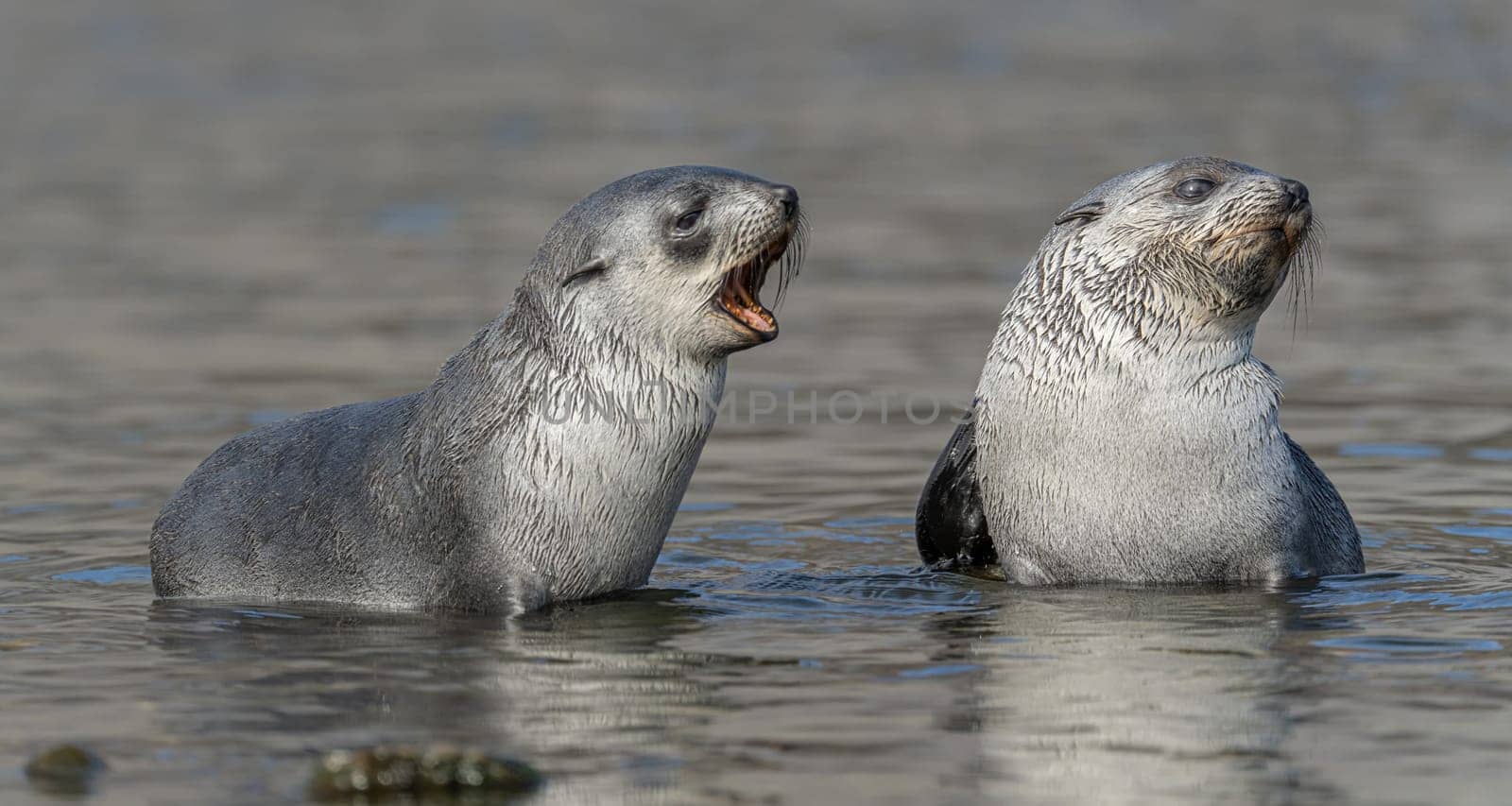 2 young pretty Antarctic fur seals Antarctic fur seal babies (Arctocephalus gazella) playing Together in South Georgia in their natural environment in the water