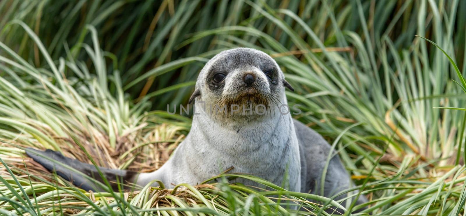 Young Antarctic fur seal , Antarctic fur seal (Arctocephalus gazella) in South Georgia in its natural environment