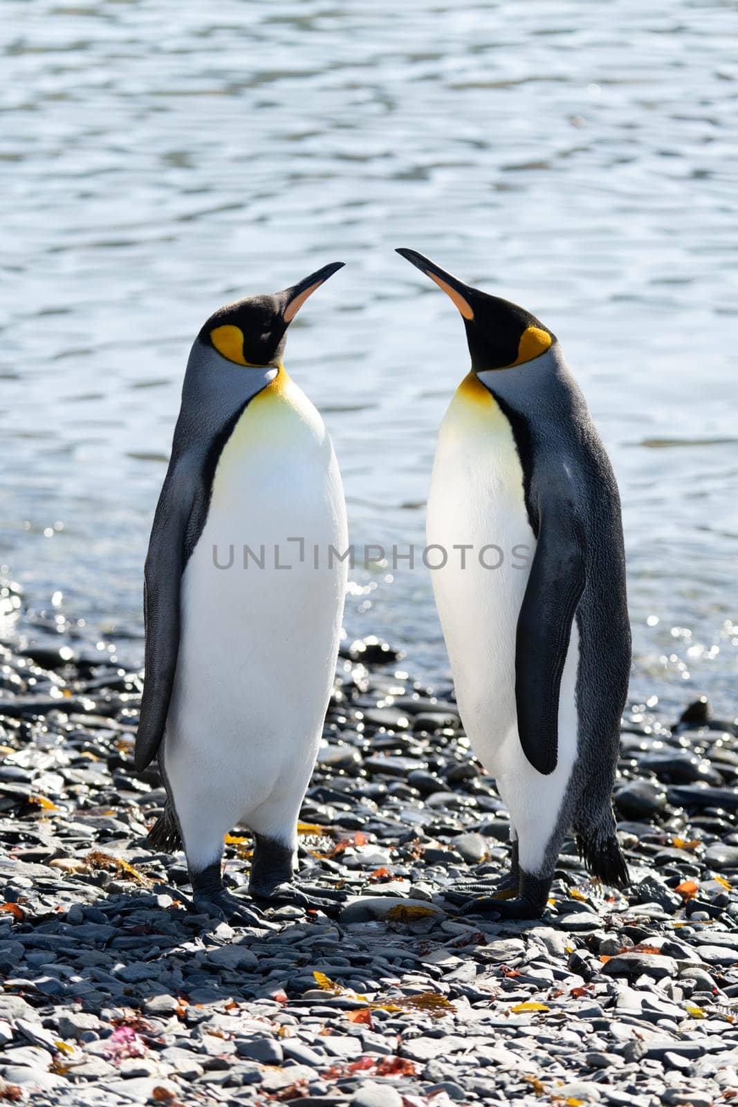 2 king penguins (APTENODYTES PATAGONICUS) face each other on the beach and turn their heads towards each other.