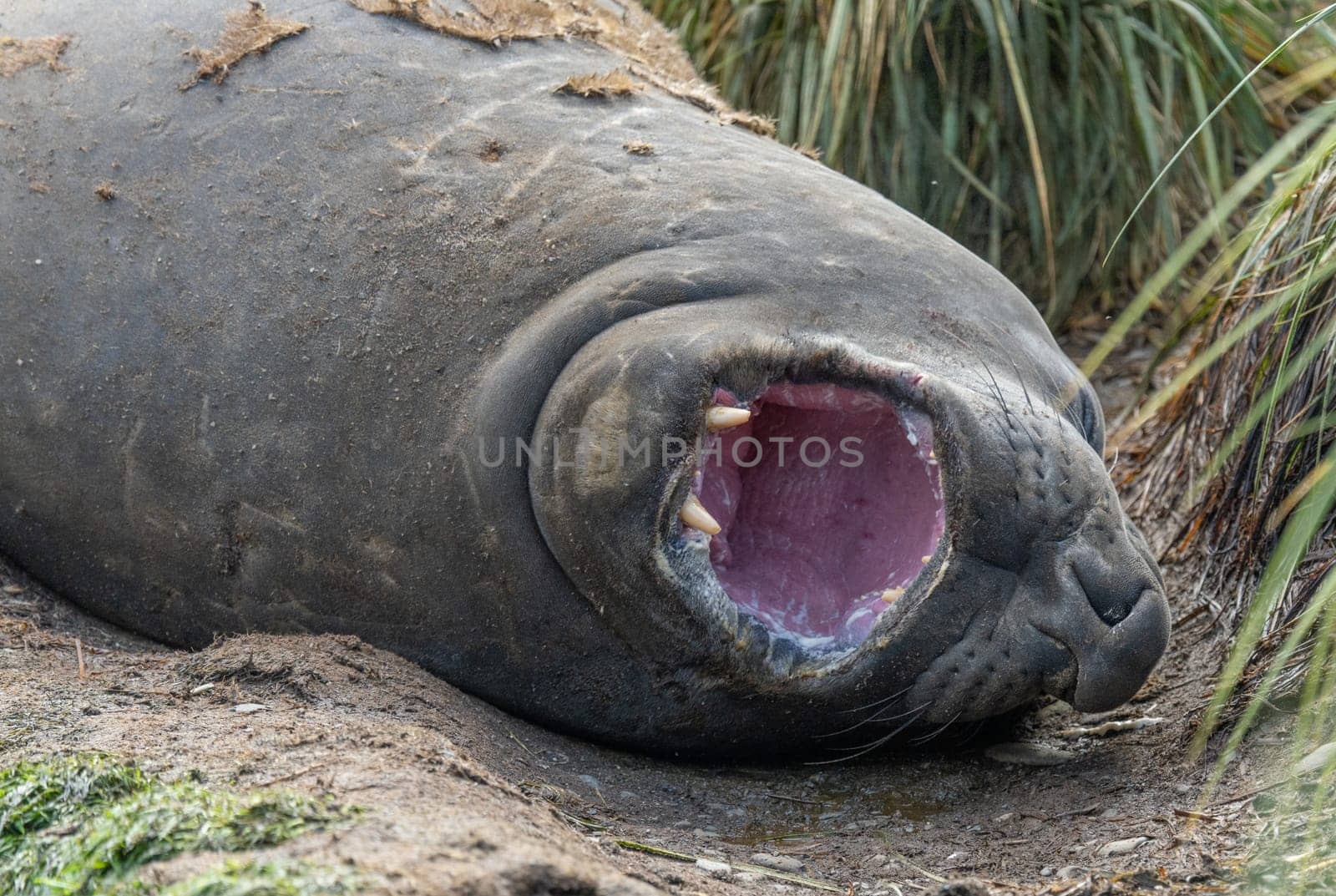 South Georgia - Where king penguins and elephant seals say goodnight - Southern elephant seal (Mirounga leonin) lies with open mouth in the sand