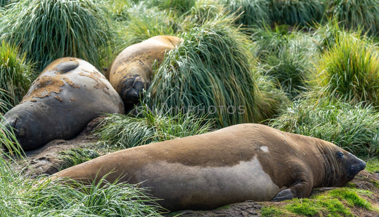 Antarctic fur seal (Arctocephalus gazella) lies in its natural habitat in the green tussock grass in South Georgia