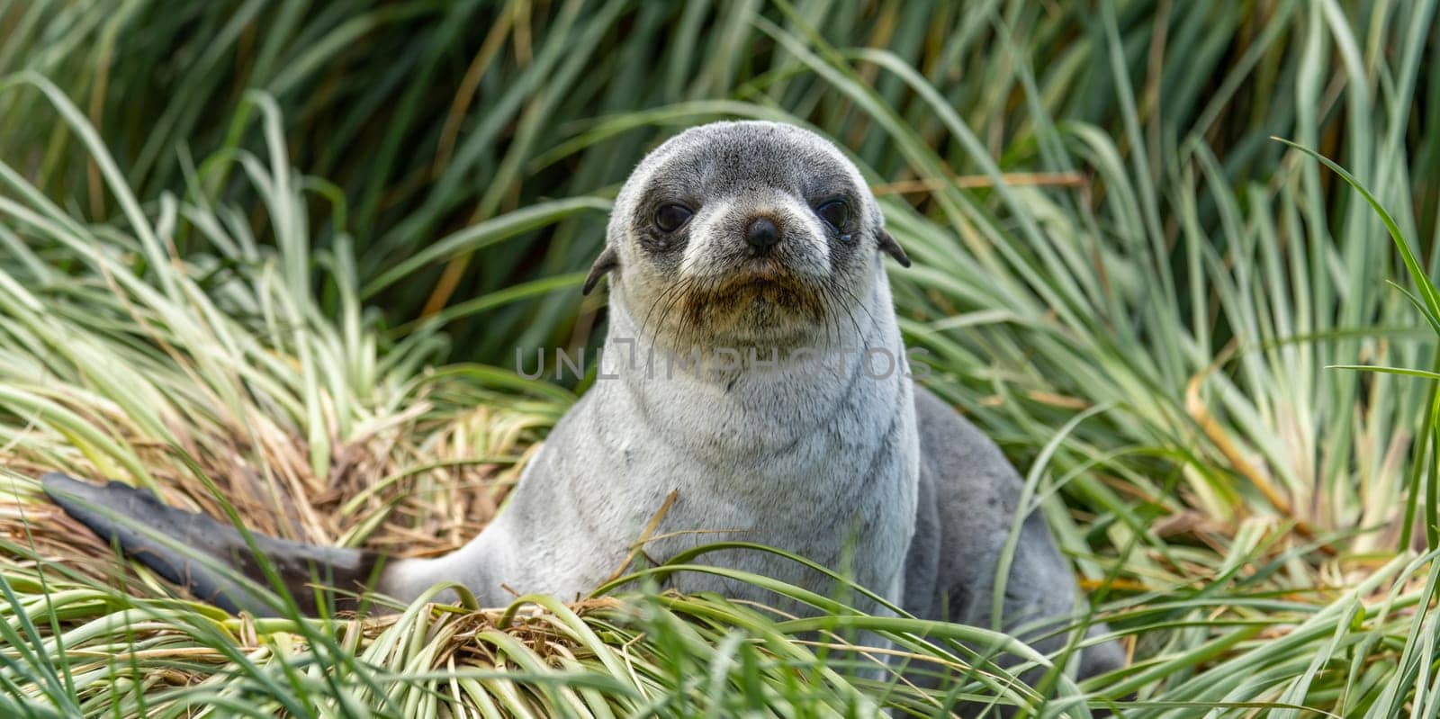 Young Antarctic fur seal , Antarctic fur seal (Arctocephalus gazella) in South Georgia in its natural environment