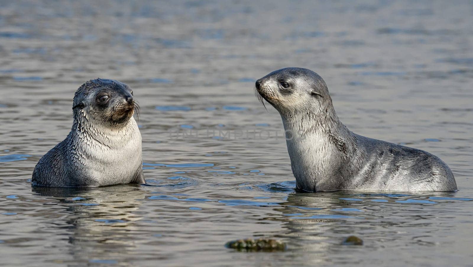 2 young pretty Antarctic fur seals Antarctic fur seal babies (Arctocephalus gazella) playing Together in South Georgia in their natural environment in the water