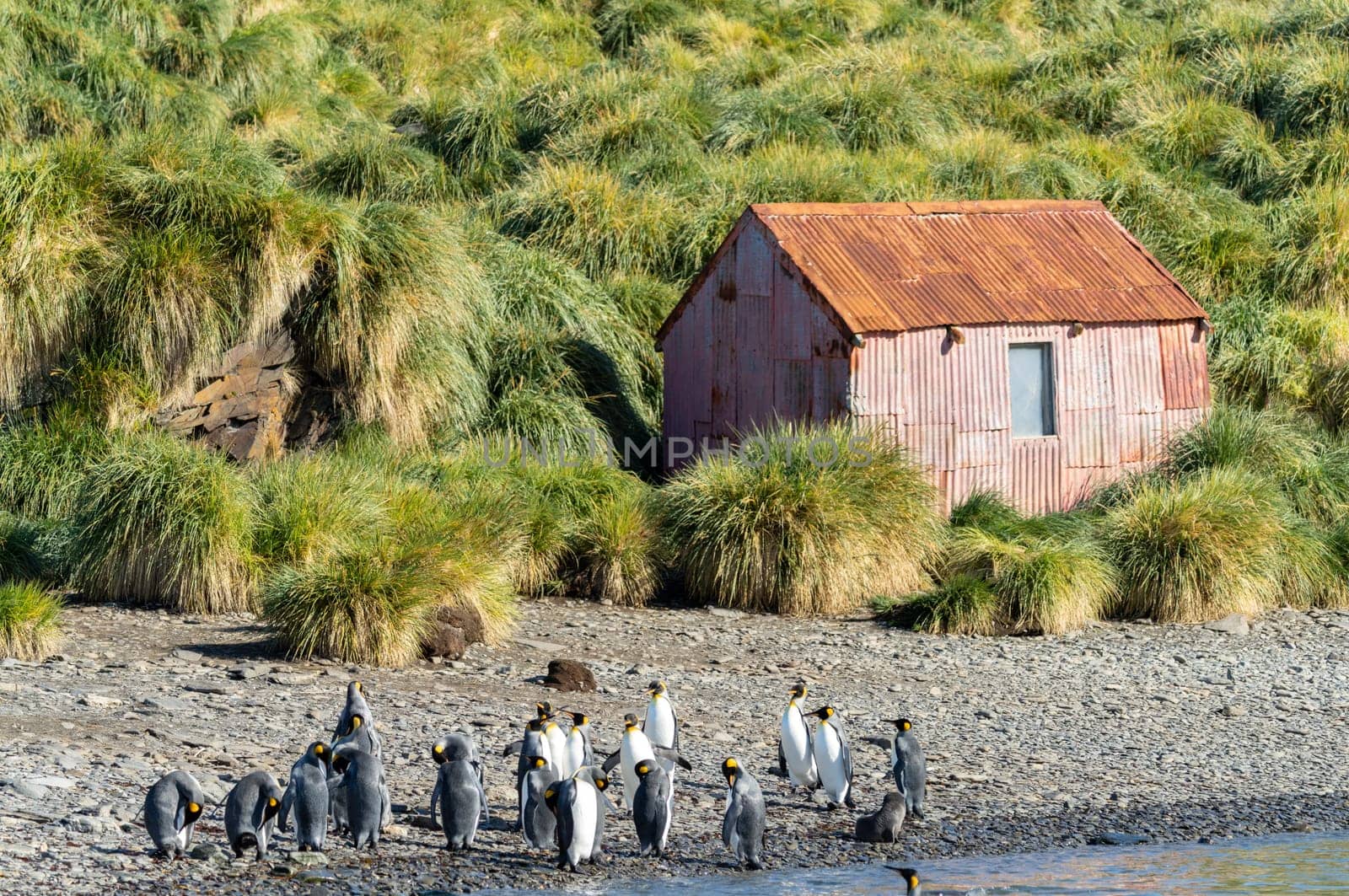 South Georgia Landscape Idyll in Jason Harbour _ Lagoon Point, Jason Harbour - A sheltered anchorage named after C.A. Larsen's whaling boat Jason, which stopped in the bay in April 1894. It is worth a visit for its diverse wildlife alone: king penguins and nesting skuas can be seen alongside fur seals and elephant seals. There is also a shelter in the bay, which was built in 1911 and was mainly used to send mail between whaling stations.