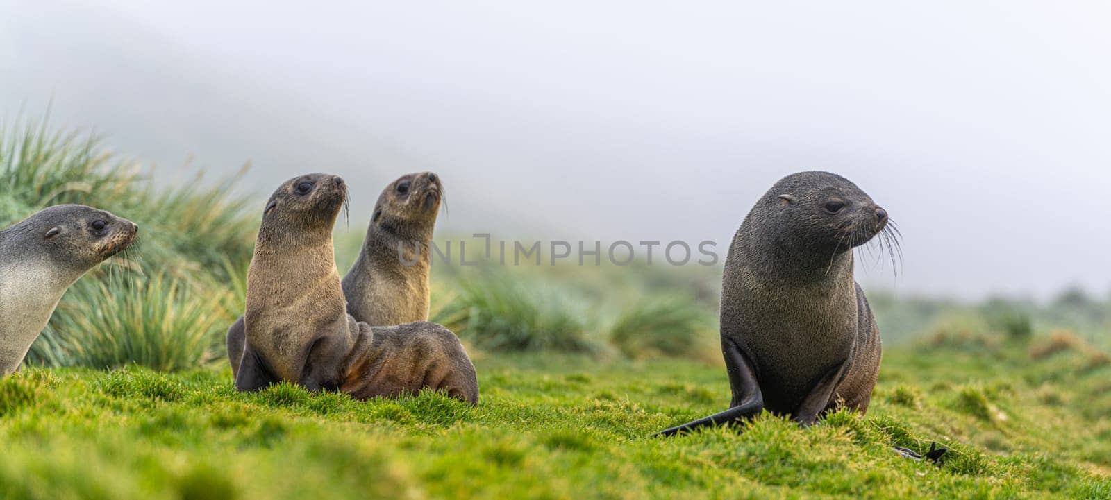 a group young pretty Antarctic fur seals  Antarctic fur seal babies (Arctocephalus gazella) playing Together in South Georgia in their natural environment