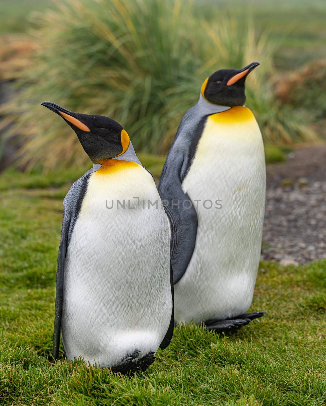 Pair of 2 King Penguins (APTENODYTES PATAGONICUS) on South Georgia isolated against green background