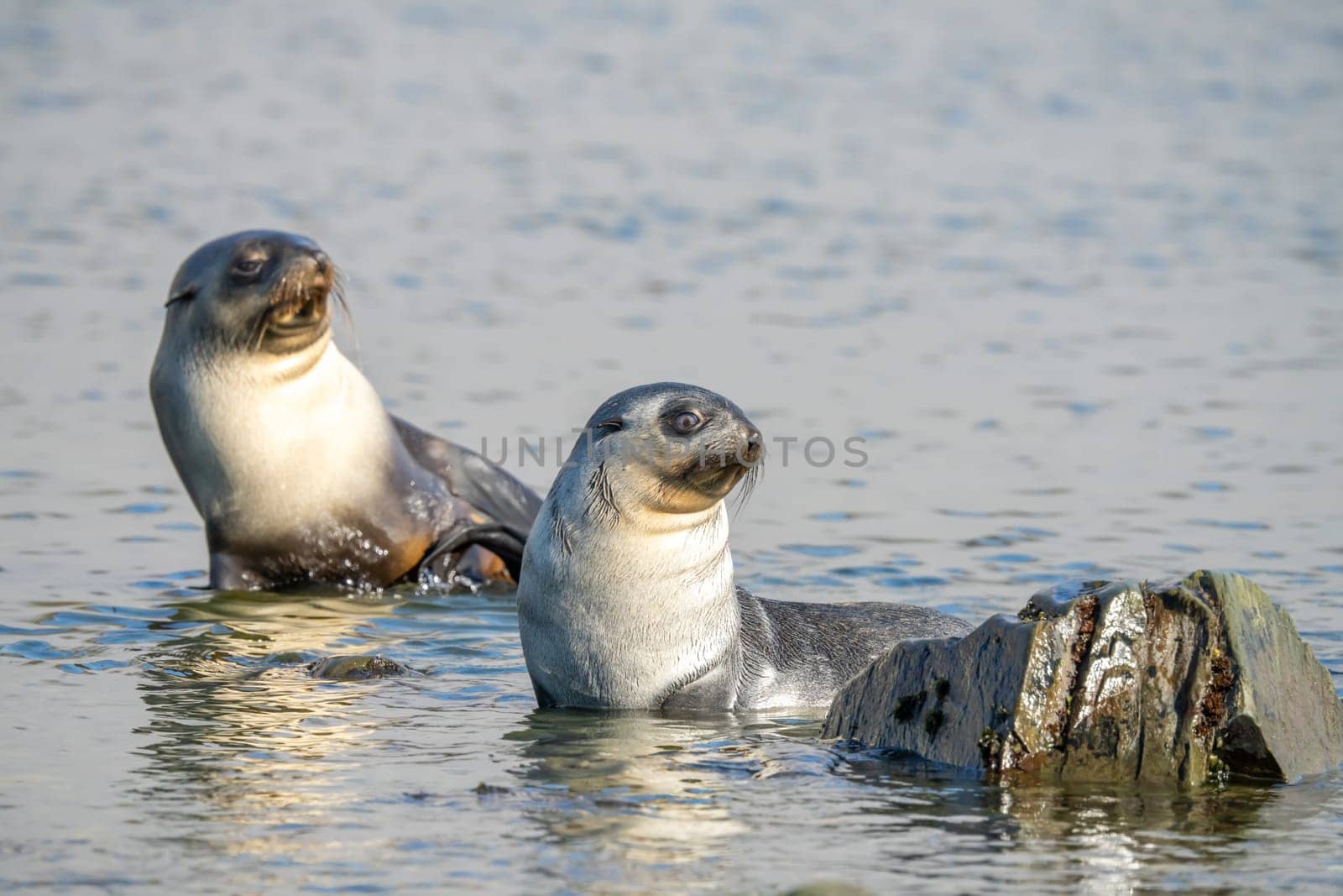 2 young pretty Antarctic fur seals Antarctic fur seal babies (Arctocephalus gazella) playing Together in South Georgia in their natural environment in the water