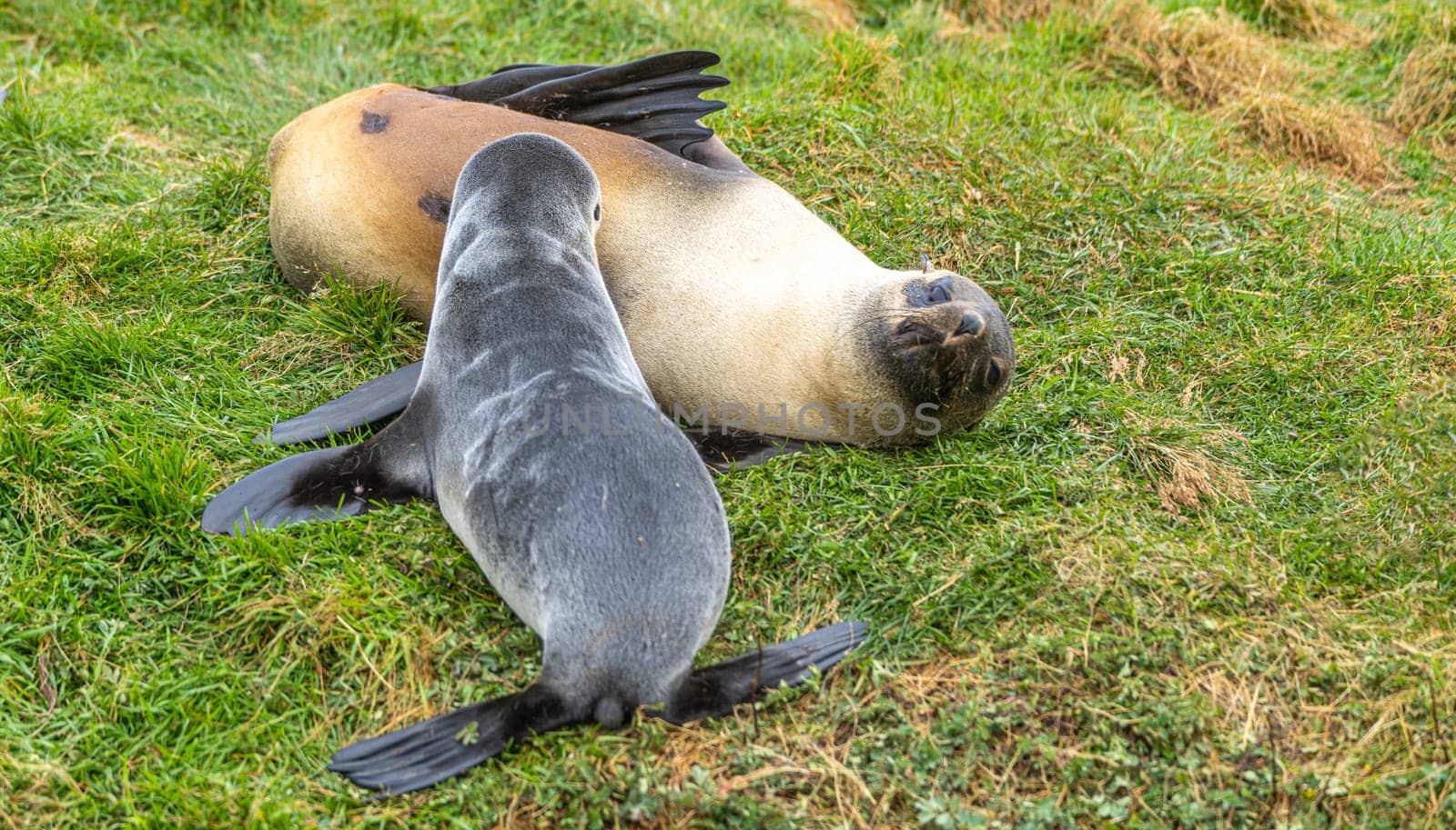 female antarctic fur seal (Arctocephalus gazella) _ antarctic fur seal /lying in her natural habitat in the green tussock grass in South Georgia suckling her baby