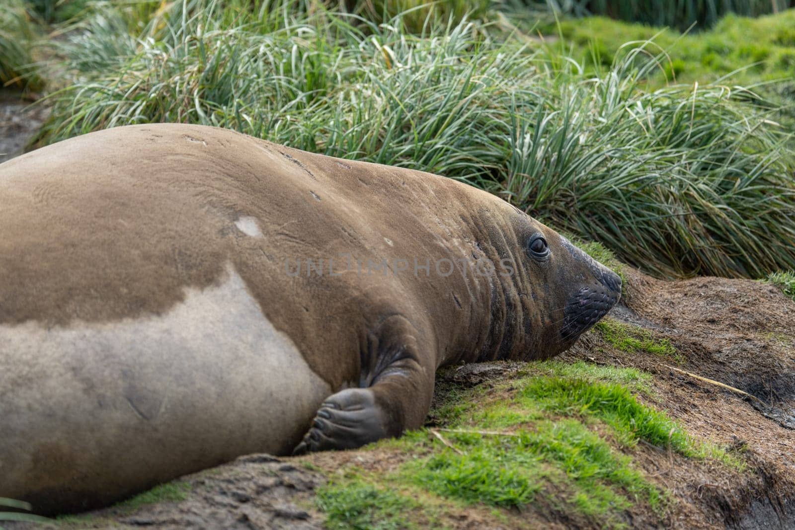 Antarctic fur seal (Arctocephalus gazella) lies in its natural habitat in the green tussock grass in South Georgia