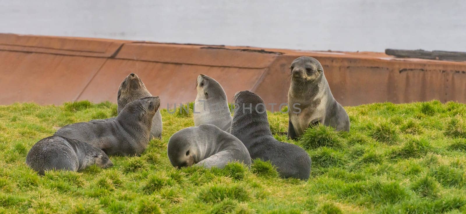 a group of young antarctic fur seals / antarctic fur seal (Arctocephalus gazella) lie in their natural environment in the green tussock grass in South Georgia