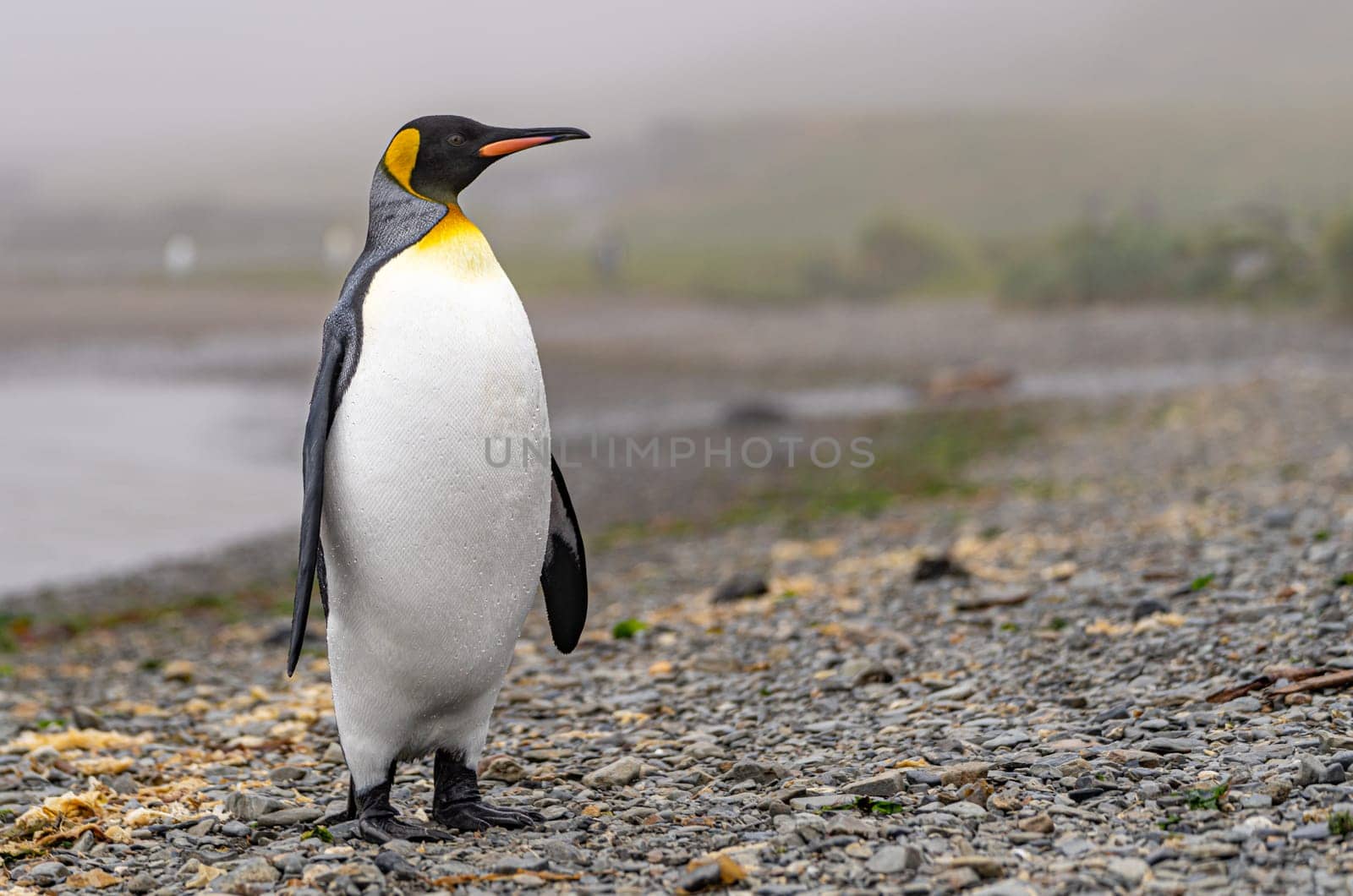 noble king penguin (APTENODYTES PATAGONICUS) comes out of the sea in South Georgia wet - with drops of water on its plumage