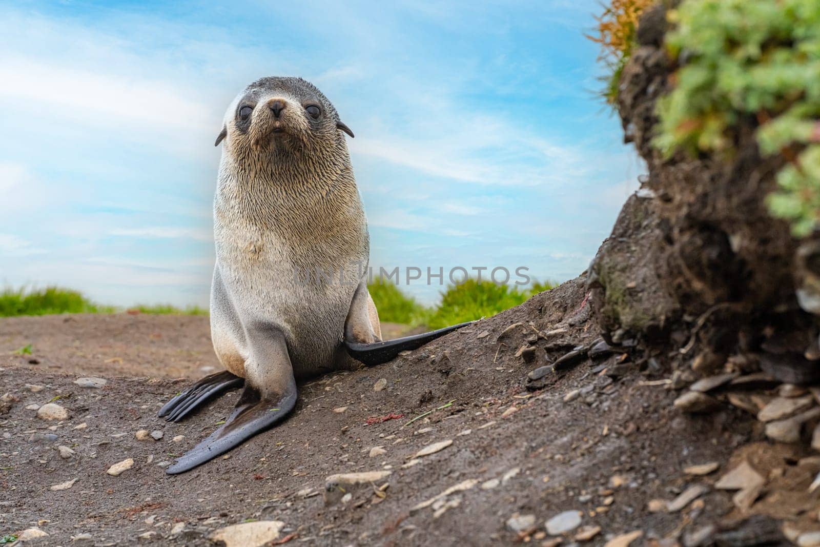Young Antarctic fur seal , Antarctic fur seal (Arctocephalus gazella) in South Georgia in its natural environment