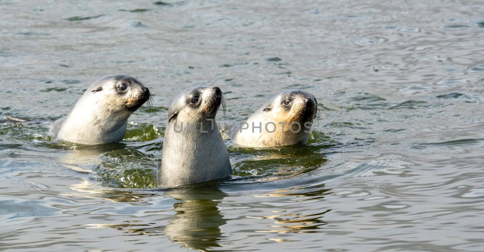 a group young pretty Antarctic fur seals Antarctic fur seal babies (Arctocephalus gazella) playing Together in South Georgia in their natural environment