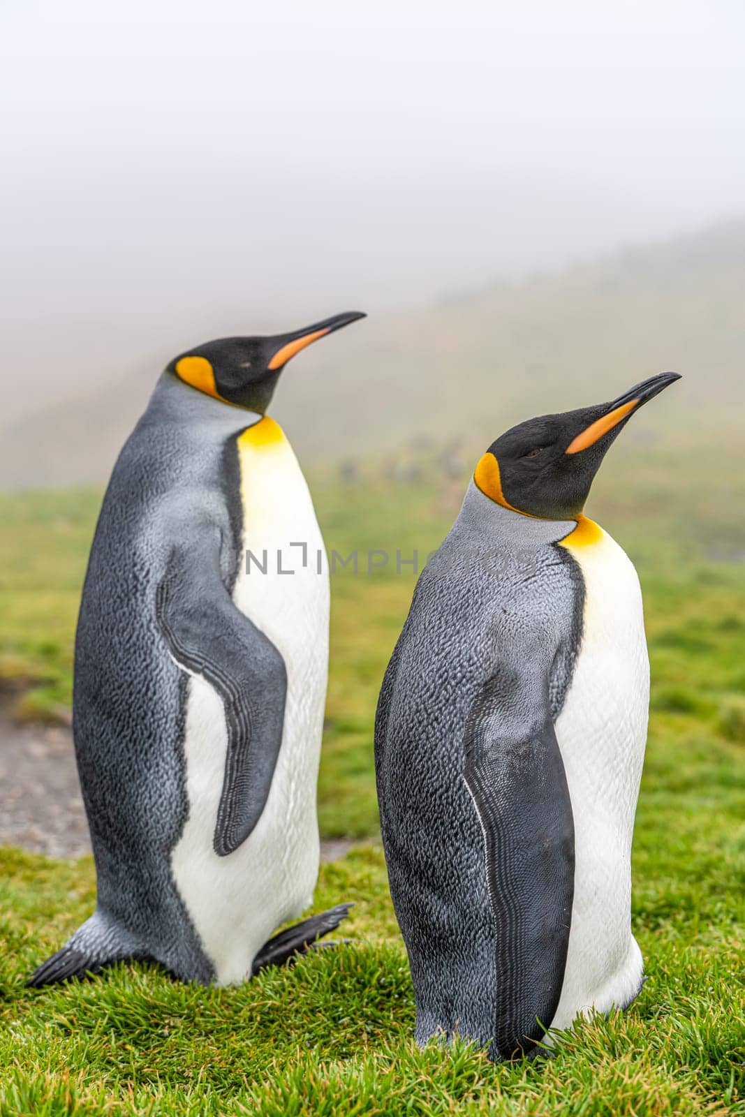 Pair of 2 King Penguins (APTENODYTES PATAGONICUS) on South Georgia isolated against green background