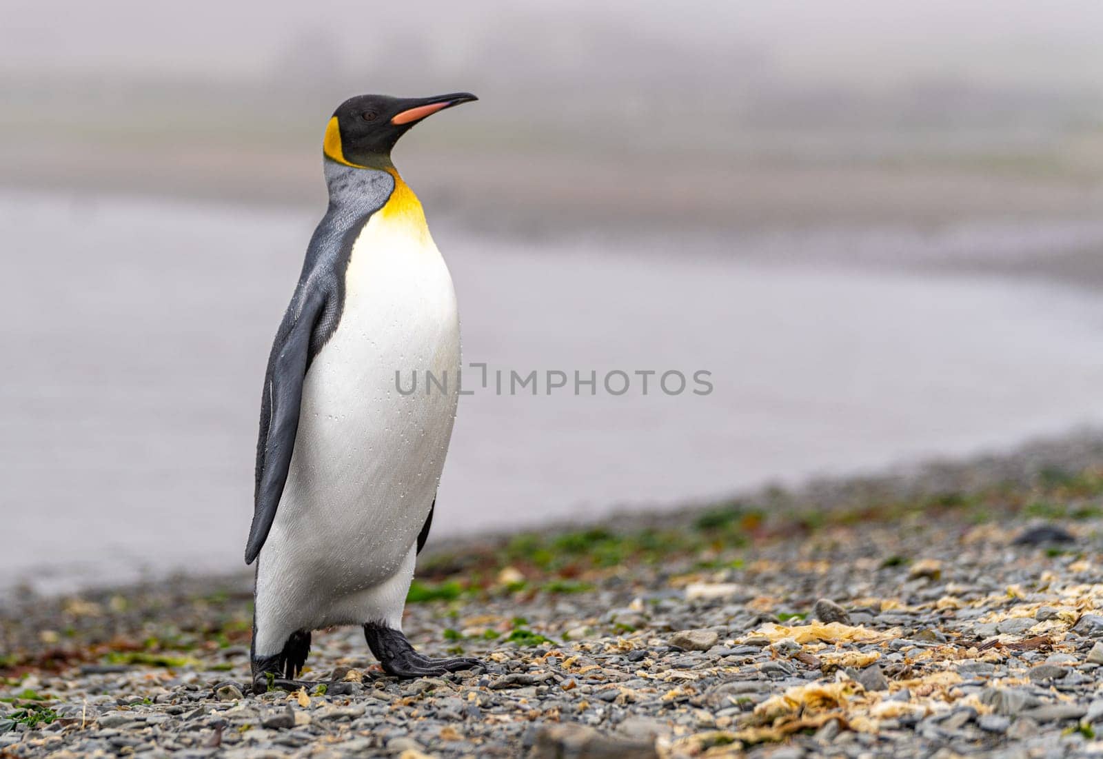 noble king penguin (APTENODYTES PATAGONICUS) comes out of the sea in South Georgia wet - with drops of water on its plumage
