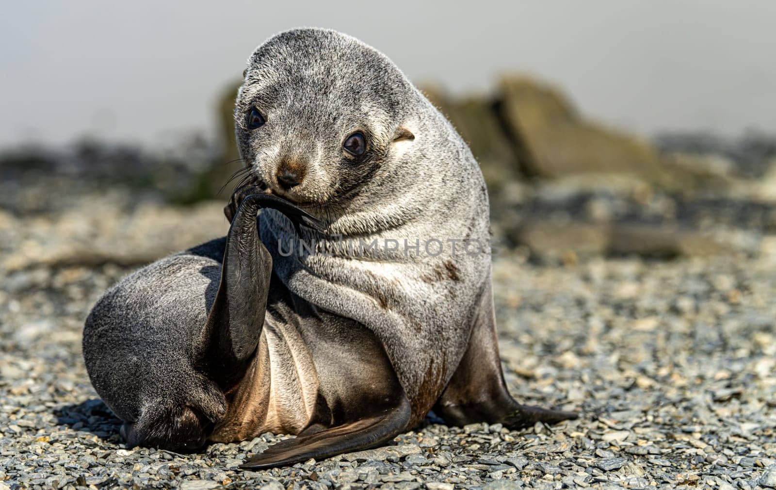 Young Antarctic fur seal , Antarctic fur seal (Arctocephalus gazella) in South Georgia in its natural environment