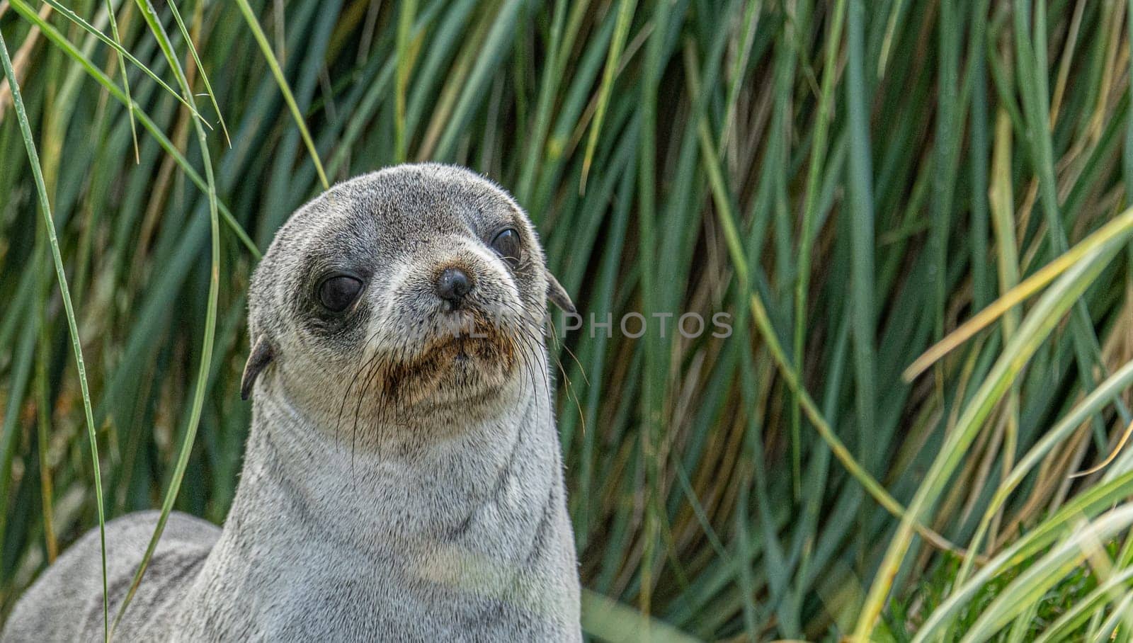Young Antarctic fur seal , Antarctic fur seal (Arctocephalus gazella) in South Georgia in its natural environment
