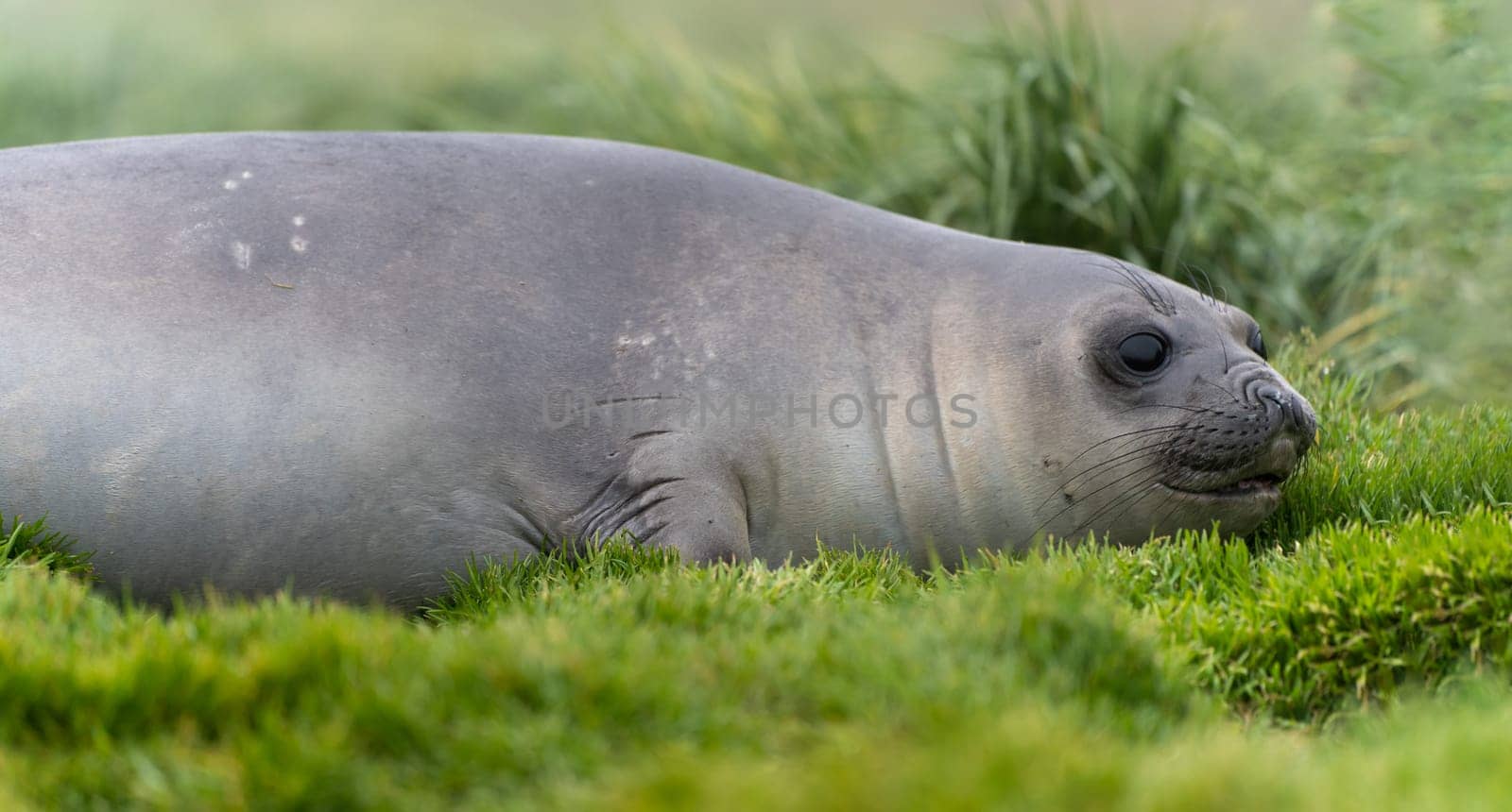 Antarctic fur seal (Arctocephalus gazella) lies in its natural habitat in the green tussock grass in South Georgia