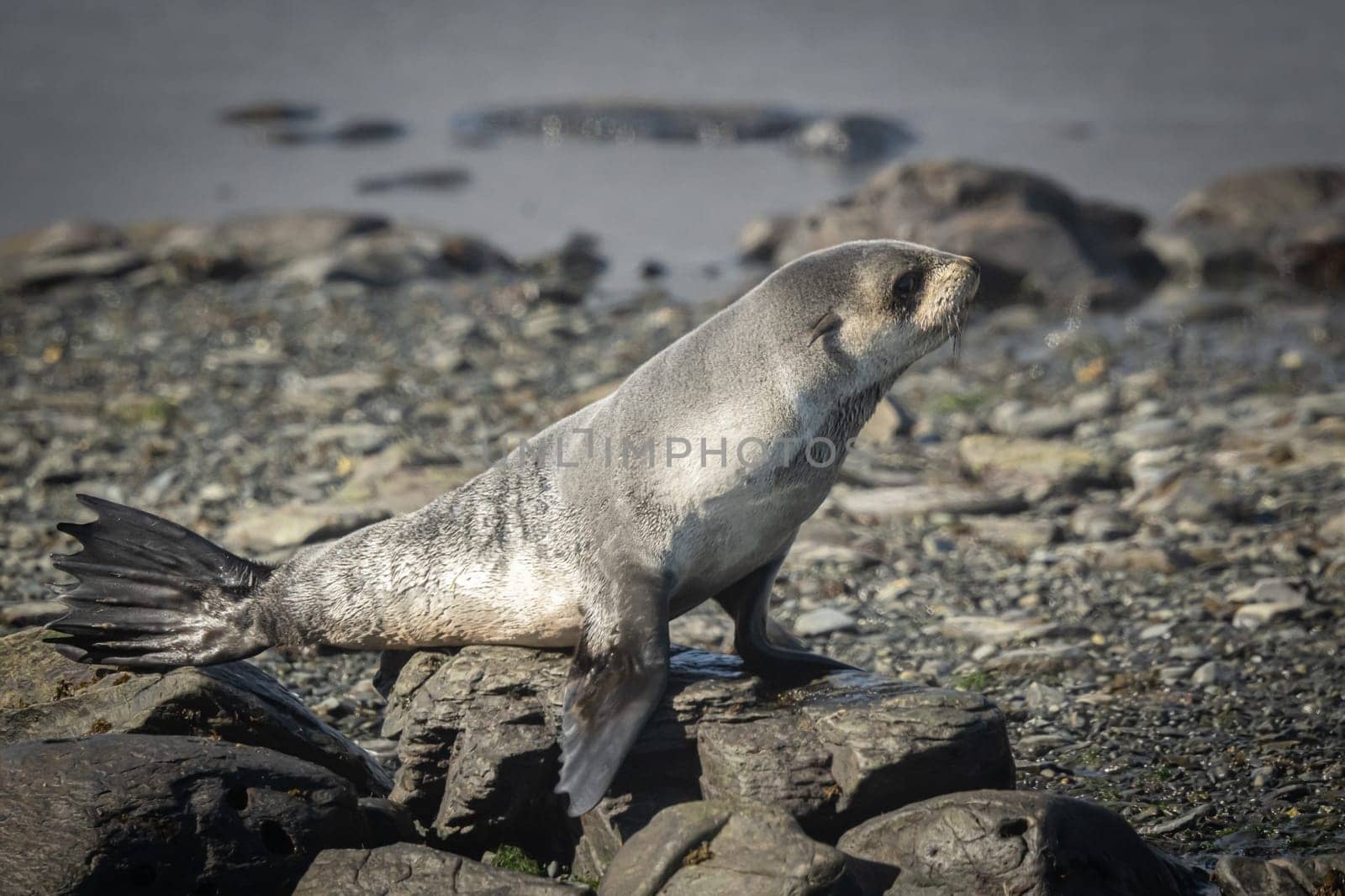 Antarctic fur seal (Arctocephalus gazella) lies in its natural habitat in the green tussock grass in South Georgia