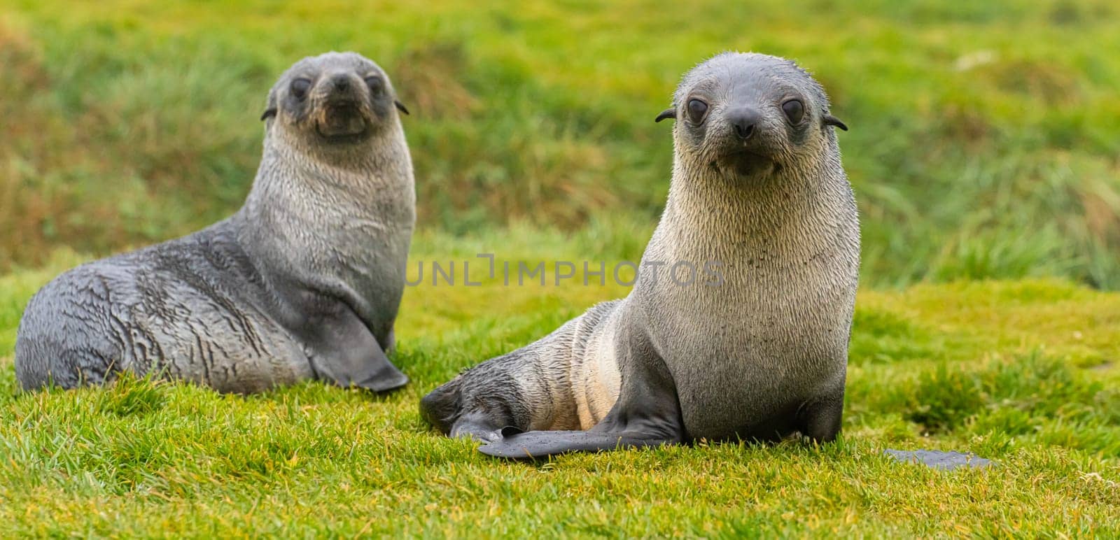 2 young pretty Antarctic fur seals  Antarctic fur seal babies (Arctocephalus gazella) playing Together in South Georgia in their natural environment in the water
