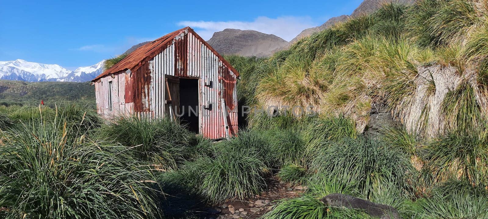 South Georgia Landscape Idyll in Jason Harbour _ Lagoon Point, Jason Harbour - A sheltered anchorage named after C.A. Larsen's whaling boat Jason, which stopped in the bay in April 1894. It is worth a visit for its diverse wildlife alone: king penguins and nesting skuas can be seen alongside fur seals and elephant seals. There is also a shelter in the bay, which was built in 1911 and was mainly used to send mail between whaling stations.