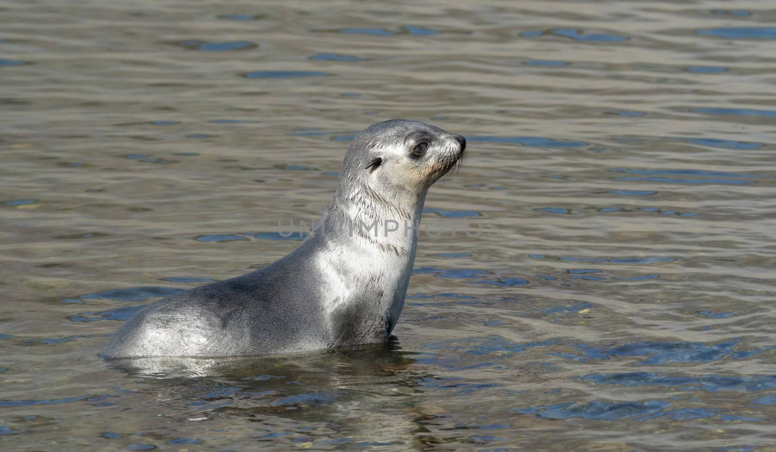 Young Antarctic fur seal , Antarctic fur seal (Arctocephalus gazella) in South Georgia in its natural environment