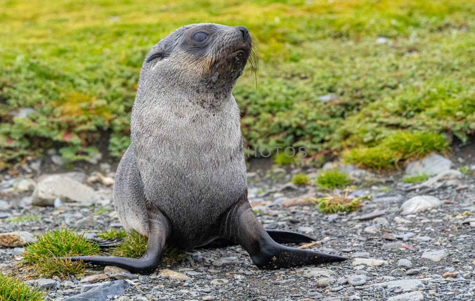 Young Antarctic fur seal , Antarctic fur seal (Arctocephalus gazella) in South Georgia in its natural environment