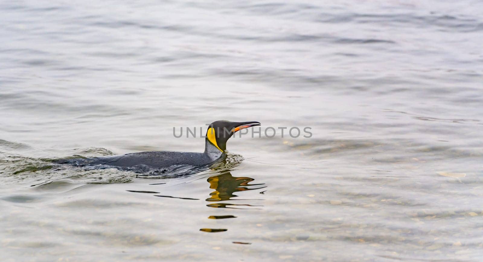 swimming king penguins (APTENODYTES PATAGONICUS) in the water