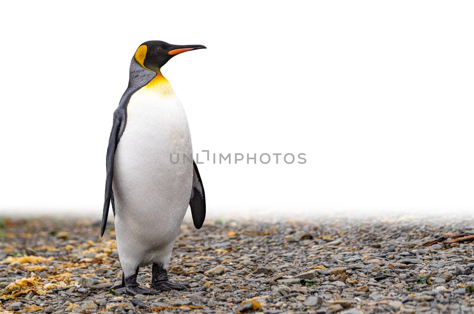 noble king penguin (APTENODYTES PATAGONICUS) comes out of the sea in South Georgia wet - with drops of water on its plumage