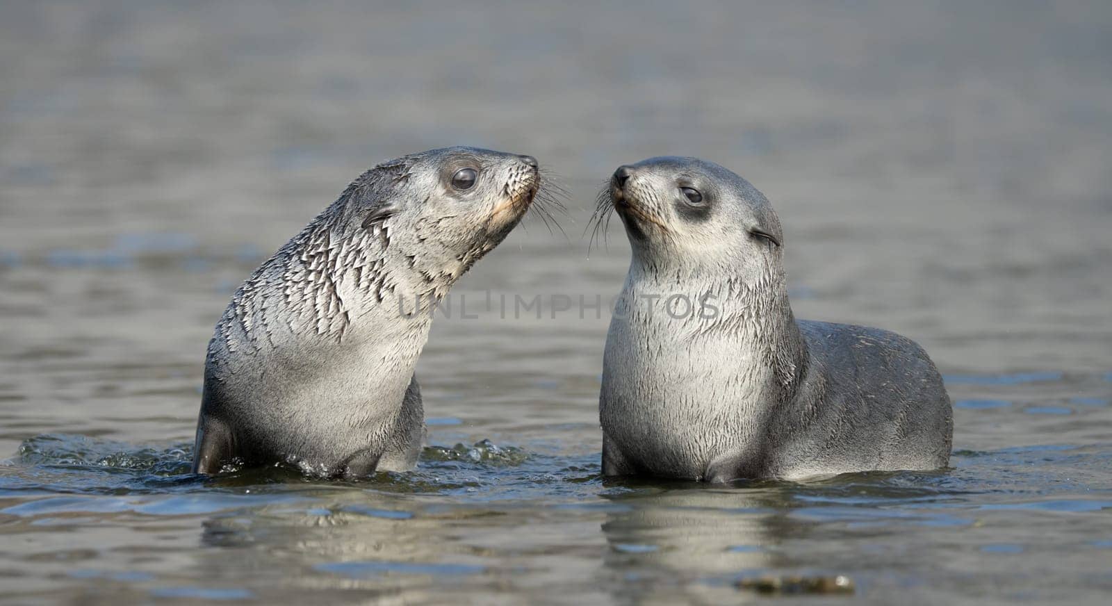 2 young pretty Antarctic fur seals Antarctic fur seal babies (Arctocephalus gazella) playing Together in South Georgia in their natural environment in the water