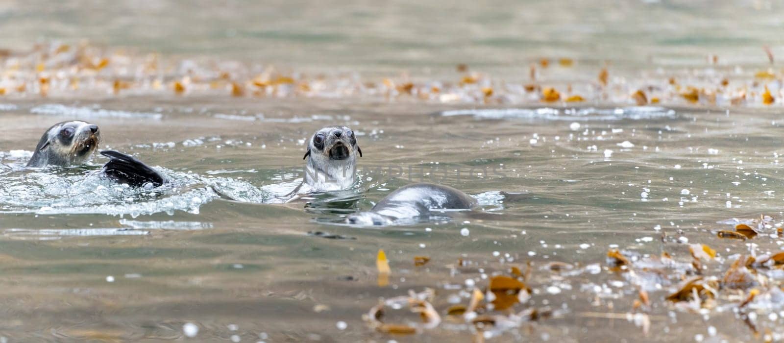 2 young pretty Antarctic fur seals  Antarctic fur seal babies (Arctocephalus gazella) playing Together in South Georgia in their natural environment in the water