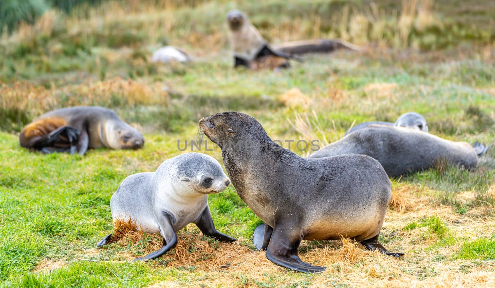 2 young pretty Antarctic fur seals Antarctic fur seal babies (Arctocephalus gazella) playing Together in South Georgia in their natural environment in the water