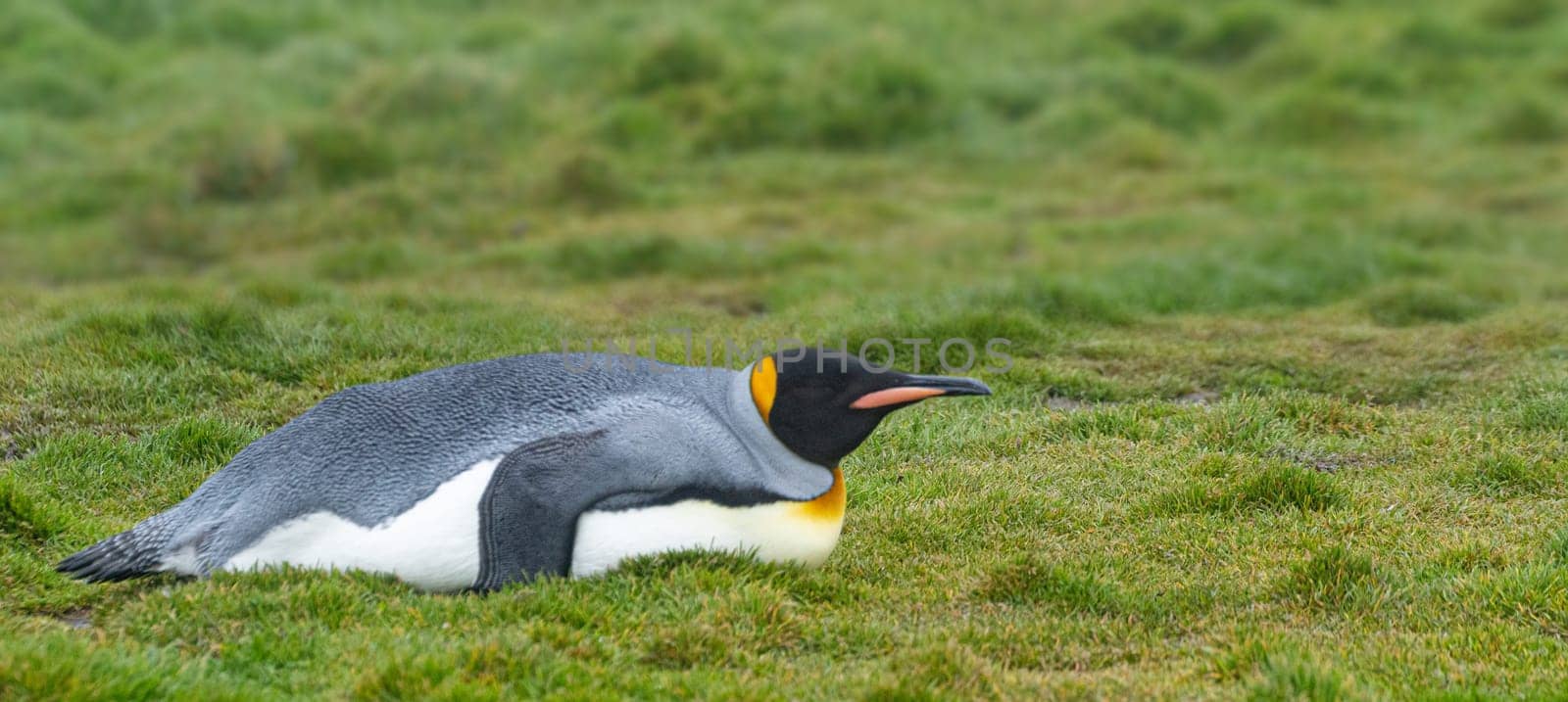 noble king penguin (APTENODYTES PATAGONICUS) comes out of the sea in South Georgia wet - with drops of water on its plumage