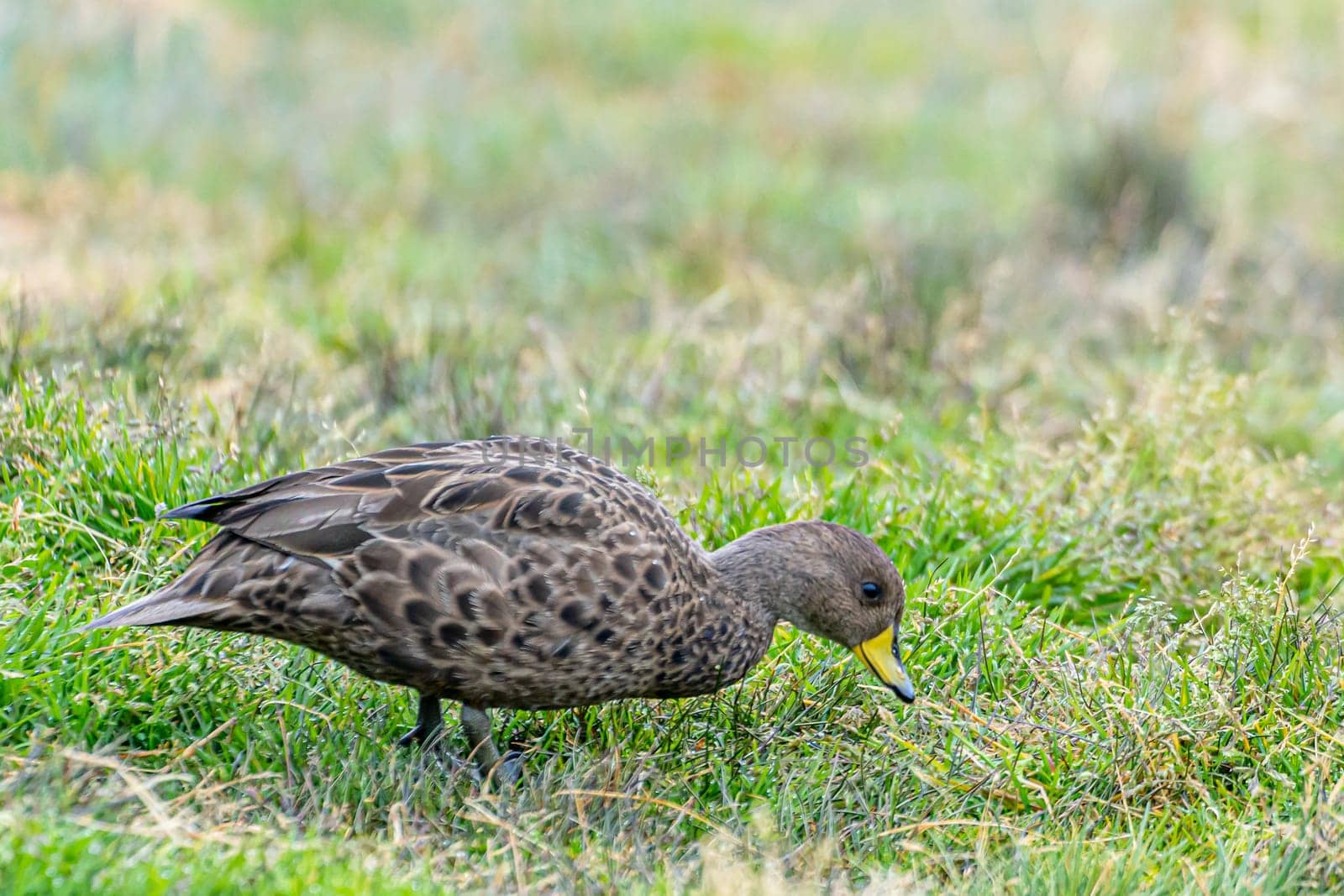 Small, mottled, predominantly brown Sharp-tailed Duck (Anas georgica) on South Georgia