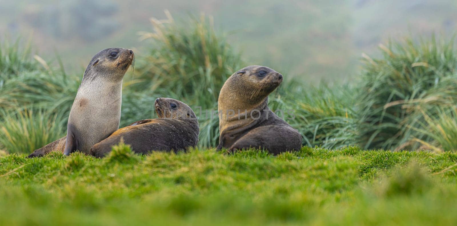 2 young pretty Antarctic fur seals  Antarctic fur seal babies (Arctocephalus gazella) playing Together in South Georgia in their natural environment in the water