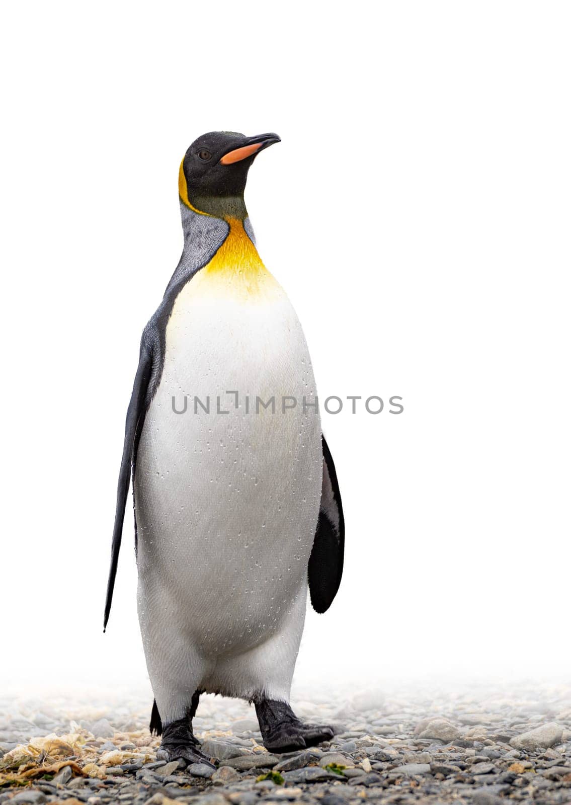 noble king penguin (APTENODYTES PATAGONICUS) comes out of the sea in South Georgia wet - with drops of water on its plumage