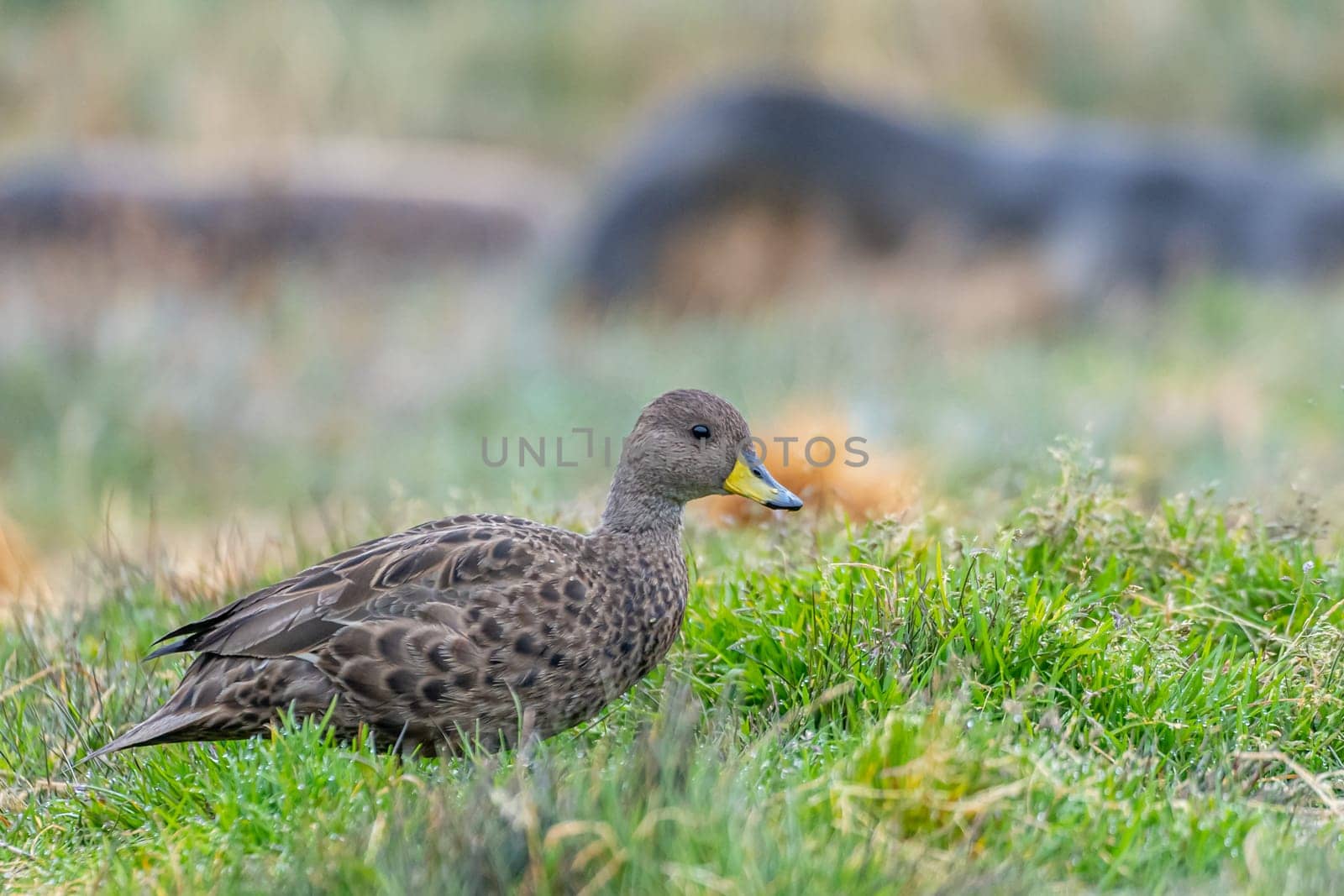 Small, mottled, predominantly brown Sharp-tailed Duck (Anas georgica) on South Georgia