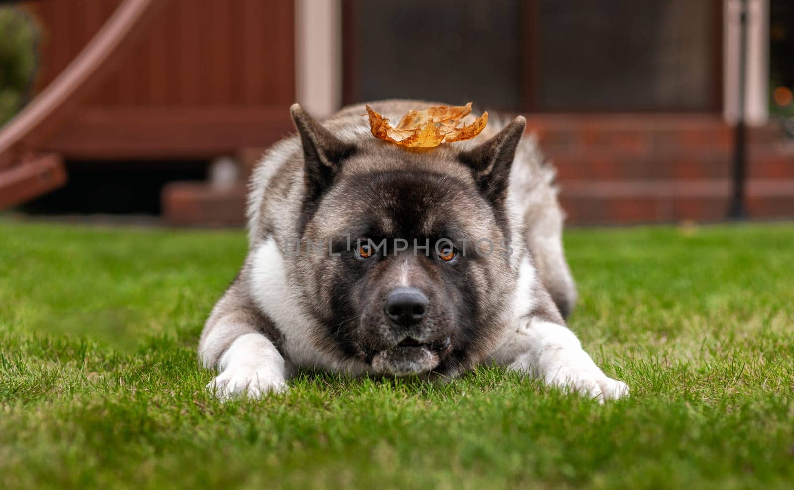 Beautiful American Akita breed dog, portrait with a funny muzzle on the grass. Fluffy, woolly young pet. The concept of pets, pet food, pet supplies, veterinary.