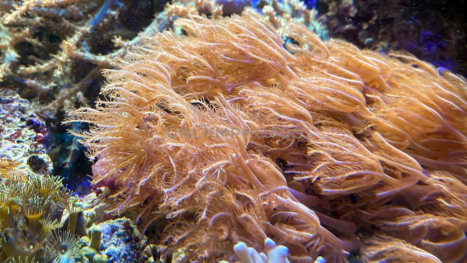 The most diverse types and shapes of corals in a marine tank.