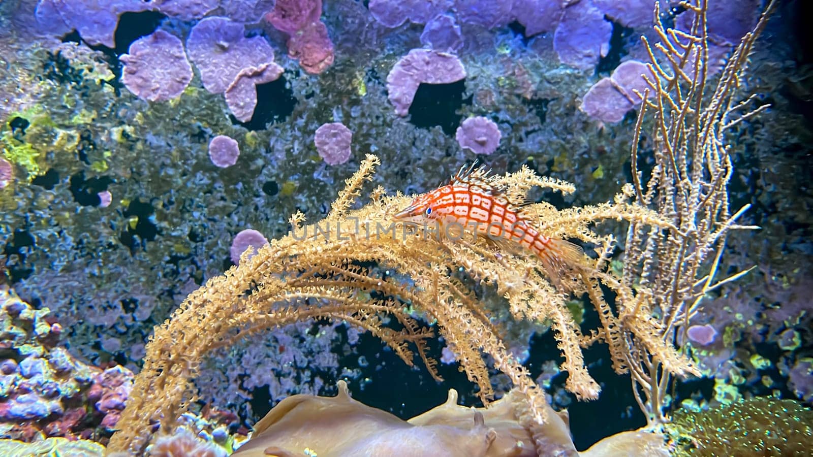 A coral guardian fish lying on a coral.