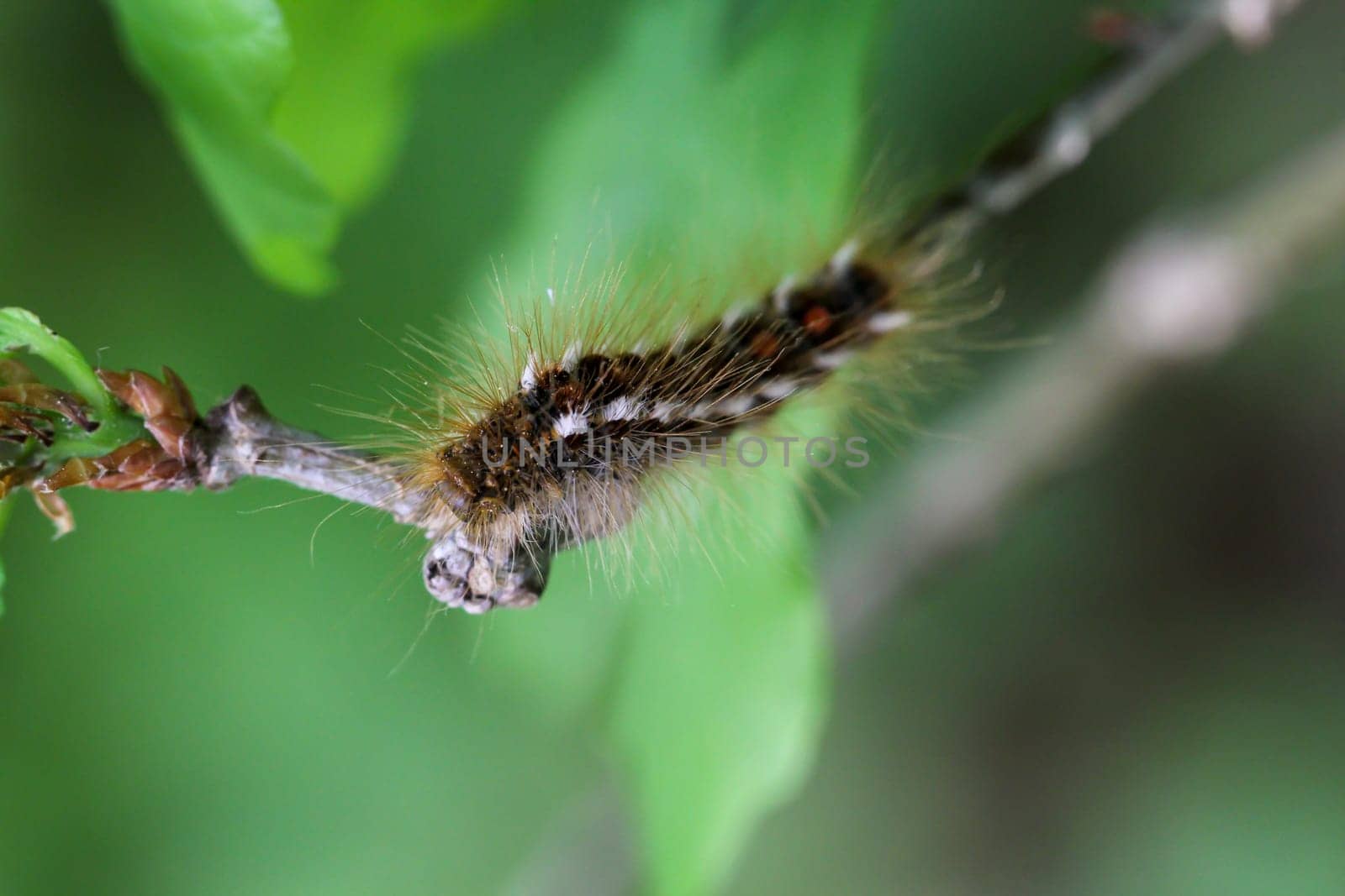 The caterpillar of a goldafter, butterfly on a plant.